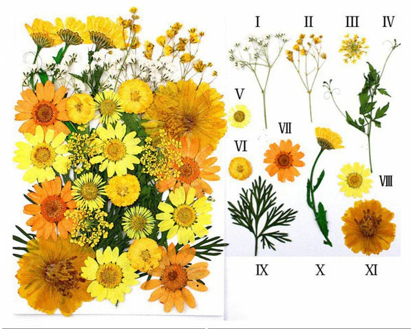 32 In 1 Pressed Flower