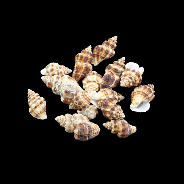 Natural Shell (50Gms)