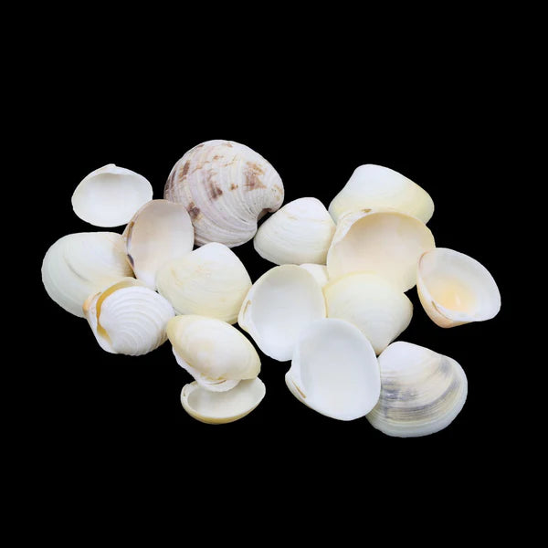 Natural Shell (50Gms)
