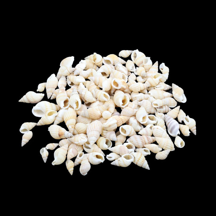 Natural Shell (50Gms)