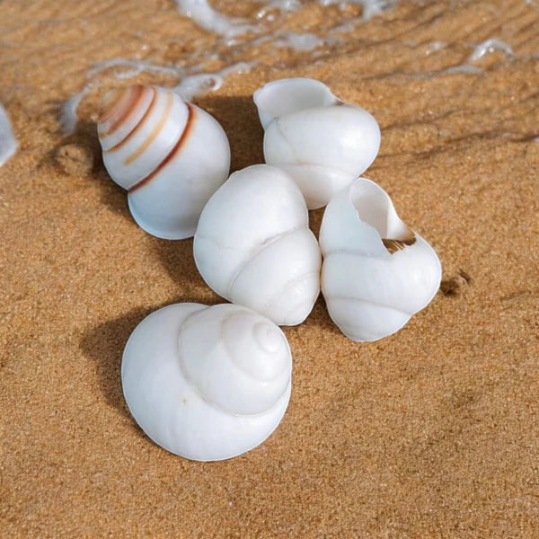 Natural Shell (50Gms)