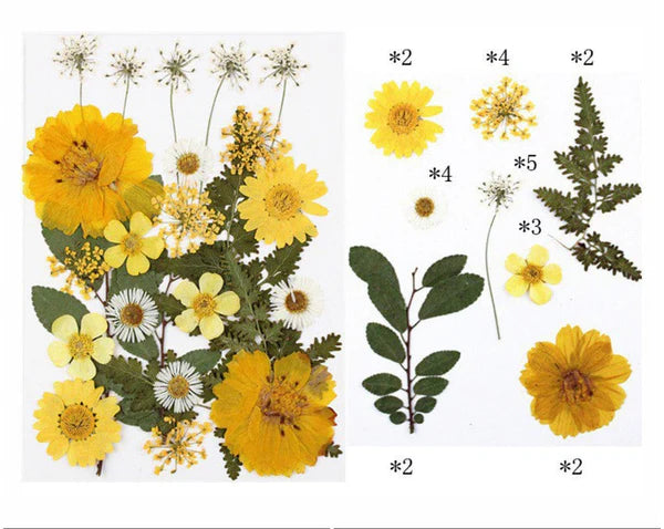 24 In 1 Pressed Flowers