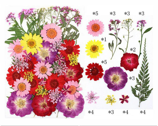 40 In 1 Pressed Flowers