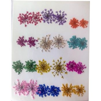 24 In 1 Multy Pressed Dry Flowers
