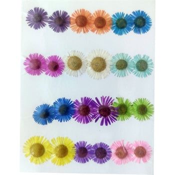 24 In 1 Multy Pressed Dry Small Flowers