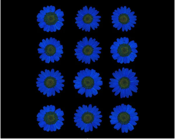 Blue Pressed Dry Daisy Flower