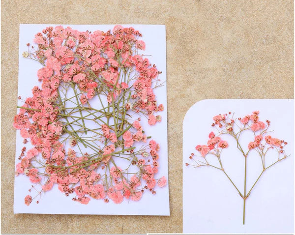 Peach Baby Breath Pressed Flower