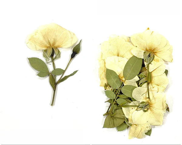 13 In 1 Pressed Flower