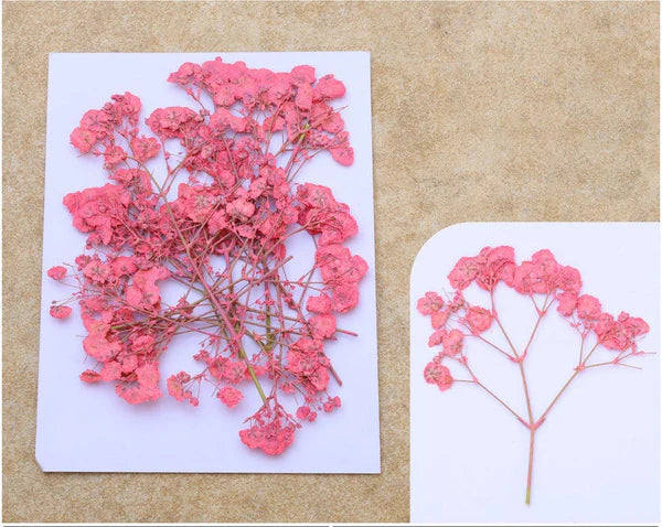 Tomato Pink Baby Breath Pressed Flower