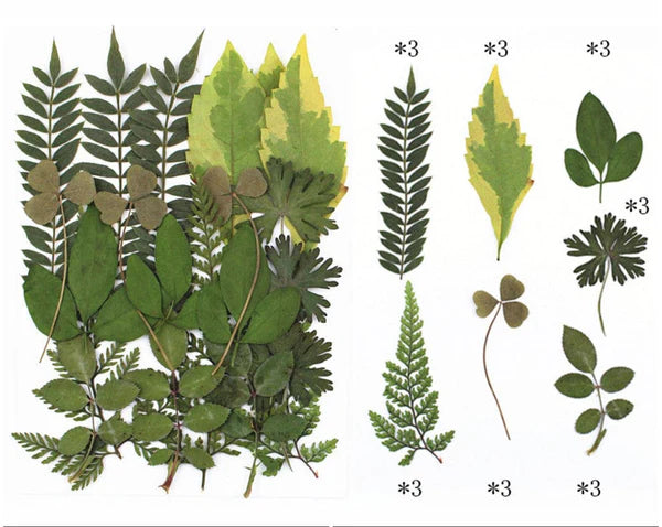 21 In 1 Pressed Flowers