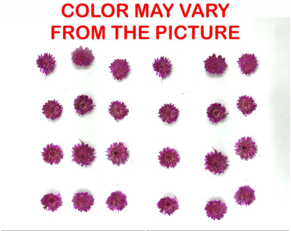 24 Pcs Mini Magenta Dried Sun Flower