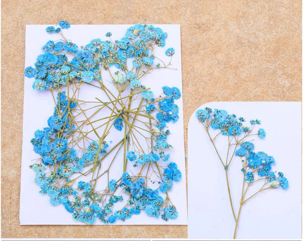 Blue Baby Breath Pressed Flower