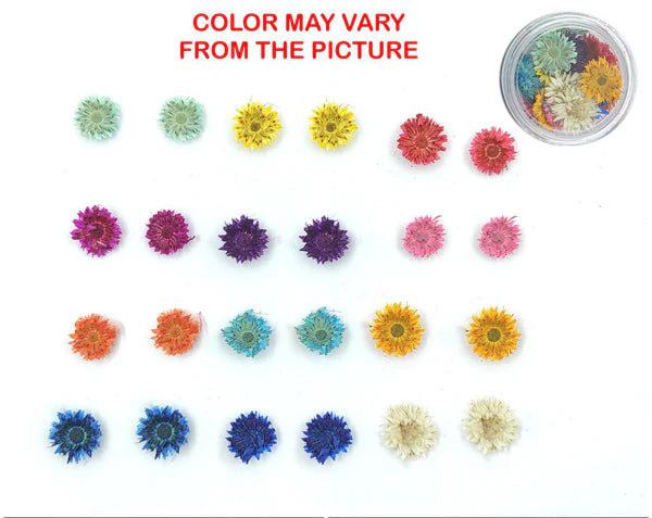 24 Pcs Mini Mix Dried Sun Flower