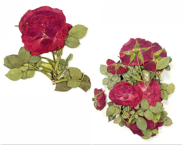 12 In 1 Pressed Flower