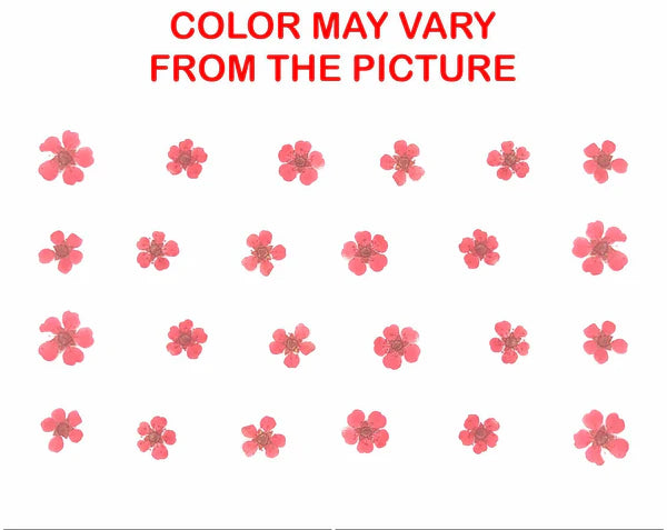 Red Plum Blossom Pressed Flower