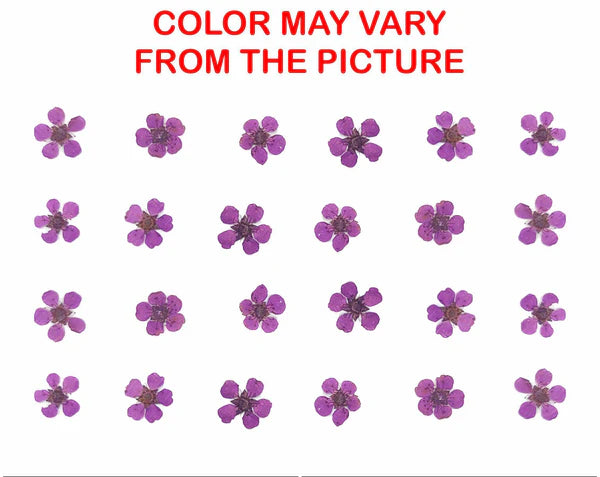 Violet Plum Blossom Pressed Flower