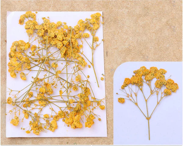 Golden Yellow Baby Breath Pressed Flower