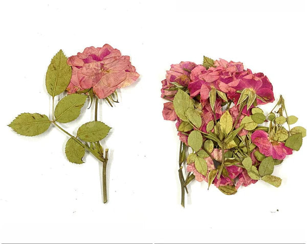 14 In 1 Pressed Flower