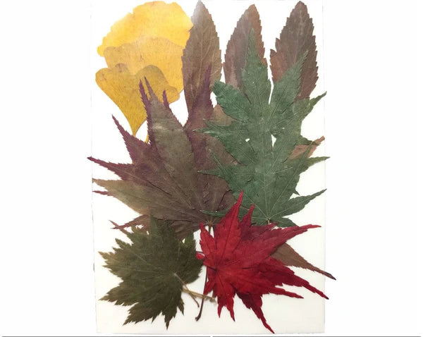 18 IN 1 Pressed Flower