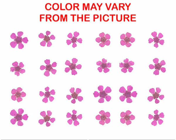 Pink Plum Blossom Pressed Flower