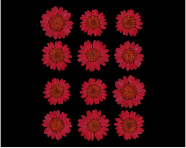 Red Pressed Dry Daisy Flower