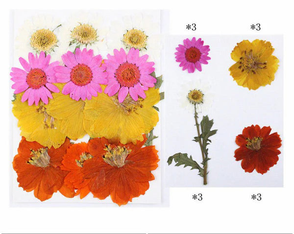 12 IN 1 Pressed Flower