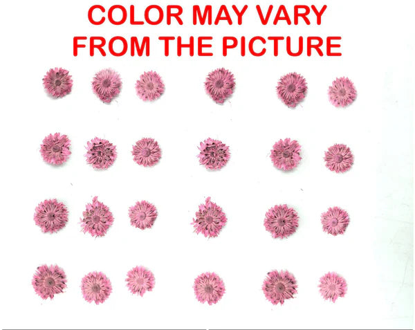 Mini Pink Dried Sun Flower