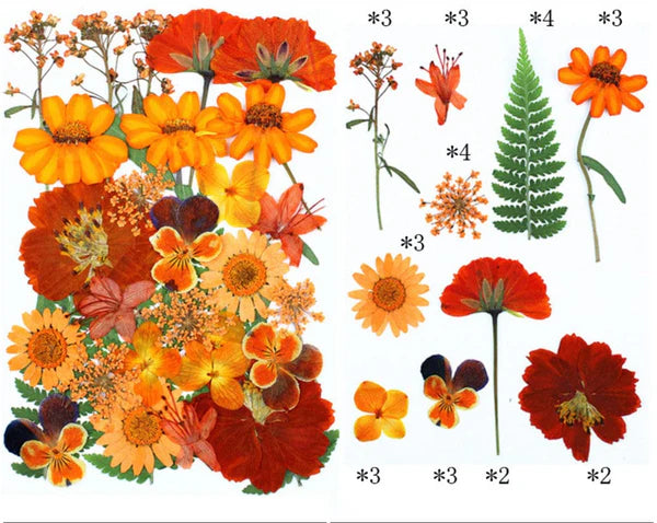 30 In 1 Pressed Flower