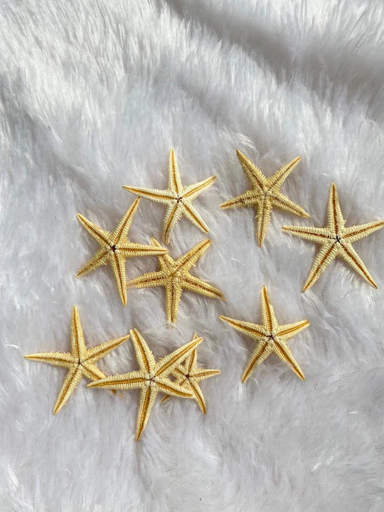 Mixed size Starfish ( Pack of 5 )