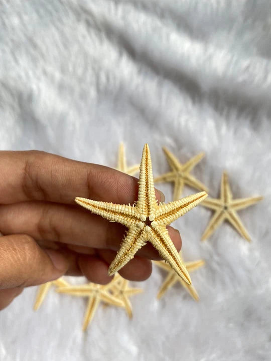 Mixed size Starfish ( Pack of 5 )
