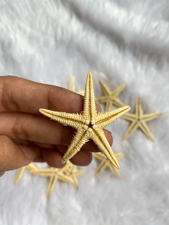 Mixed size Starfish ( Pack of 5 )