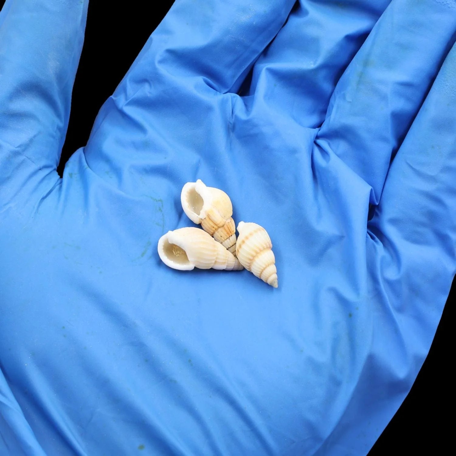 Natural Shell (50Gms)