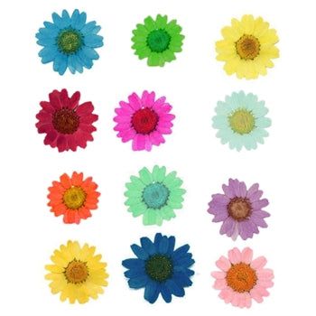Multy Pressed Dry Daisy Flower