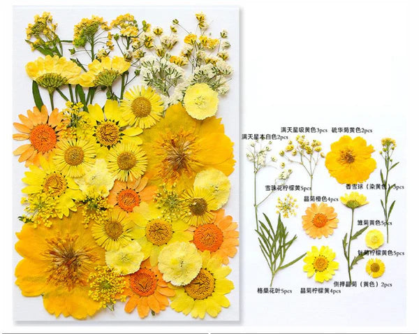 40 In 1 Pressed Flowers