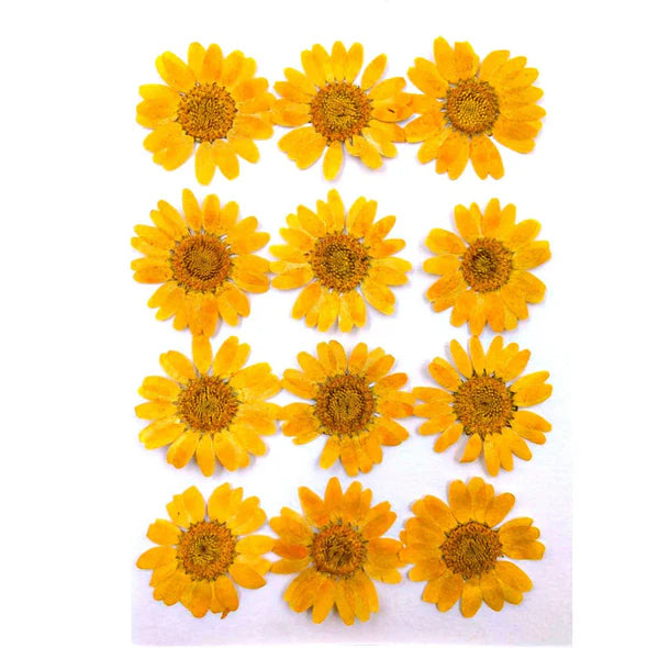 Light Orange Pressed Dry Daisy Flower