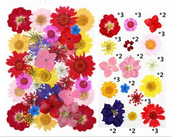 40 In 1 Pressed Flower