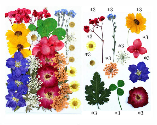 36 In 1 Pressed Flower