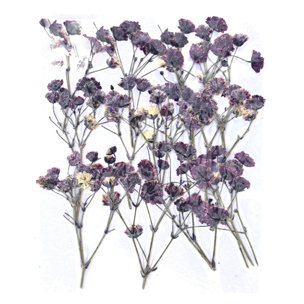 Baby Breath Pressed Flower