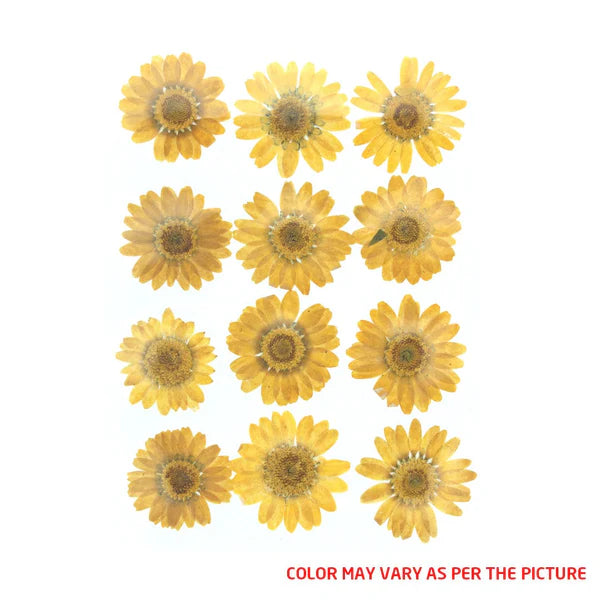 D.Yellow Daisy Pressed Dry Flower