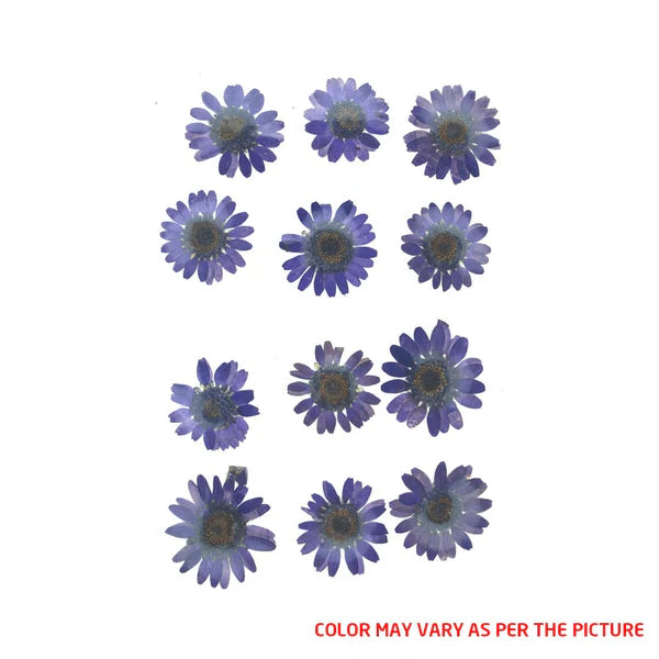 Deep Violet Daisy Pressed Dry Flower