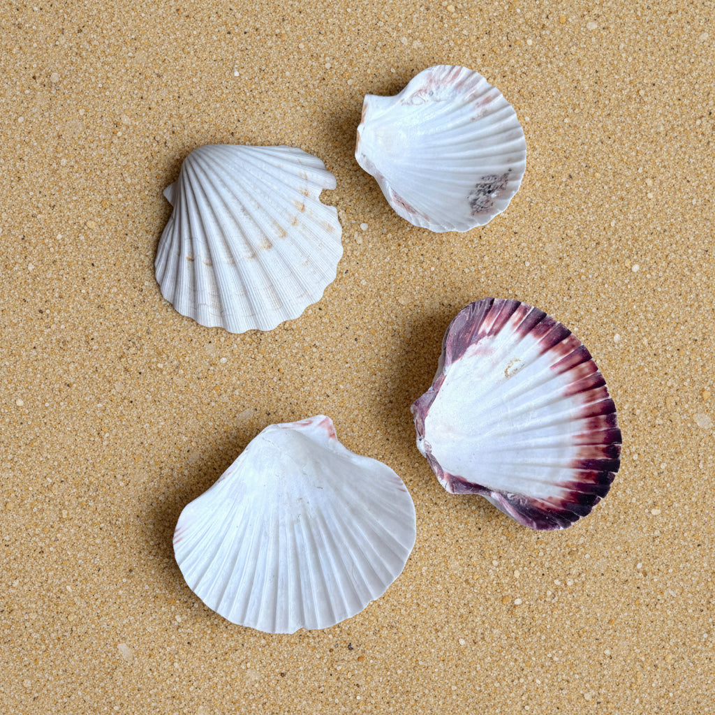 Big Sea Shells